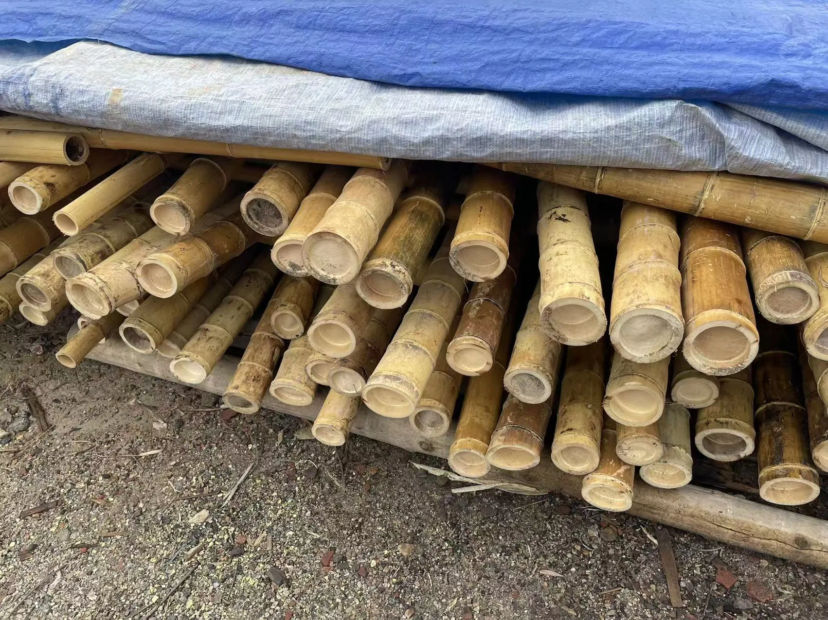 High Quality Giant Bamboo Poles for Gardening and Plant Support Bulk Order