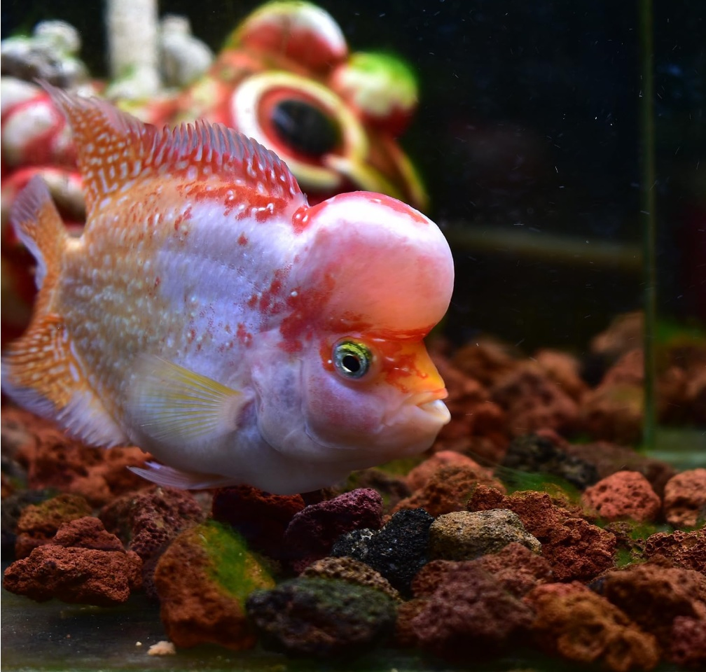 Industrial Grade Volcanic Rock Lava Pumice Rock Stone Loose Volcanic Lava Stone