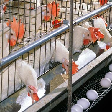 Complete Steel Poultry Farming Set for Cost-Effective Operations