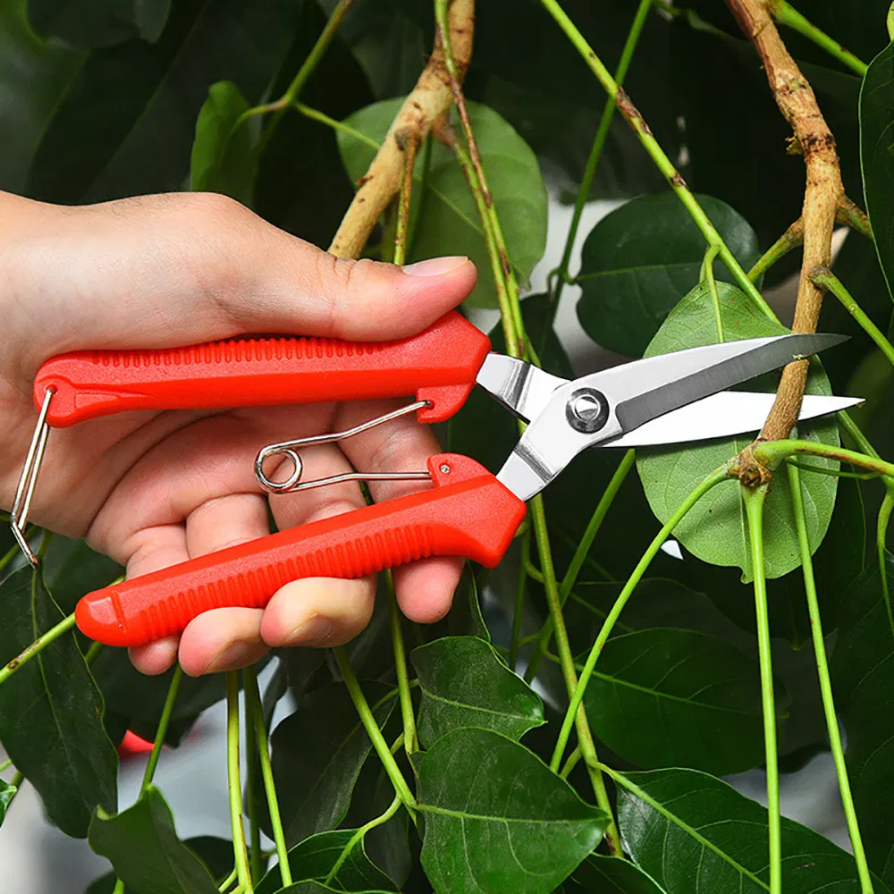 Stainless Steel Extra Long Edge Pruning Shears Fruit Tree Bonsai Garden Scissors Esg21618