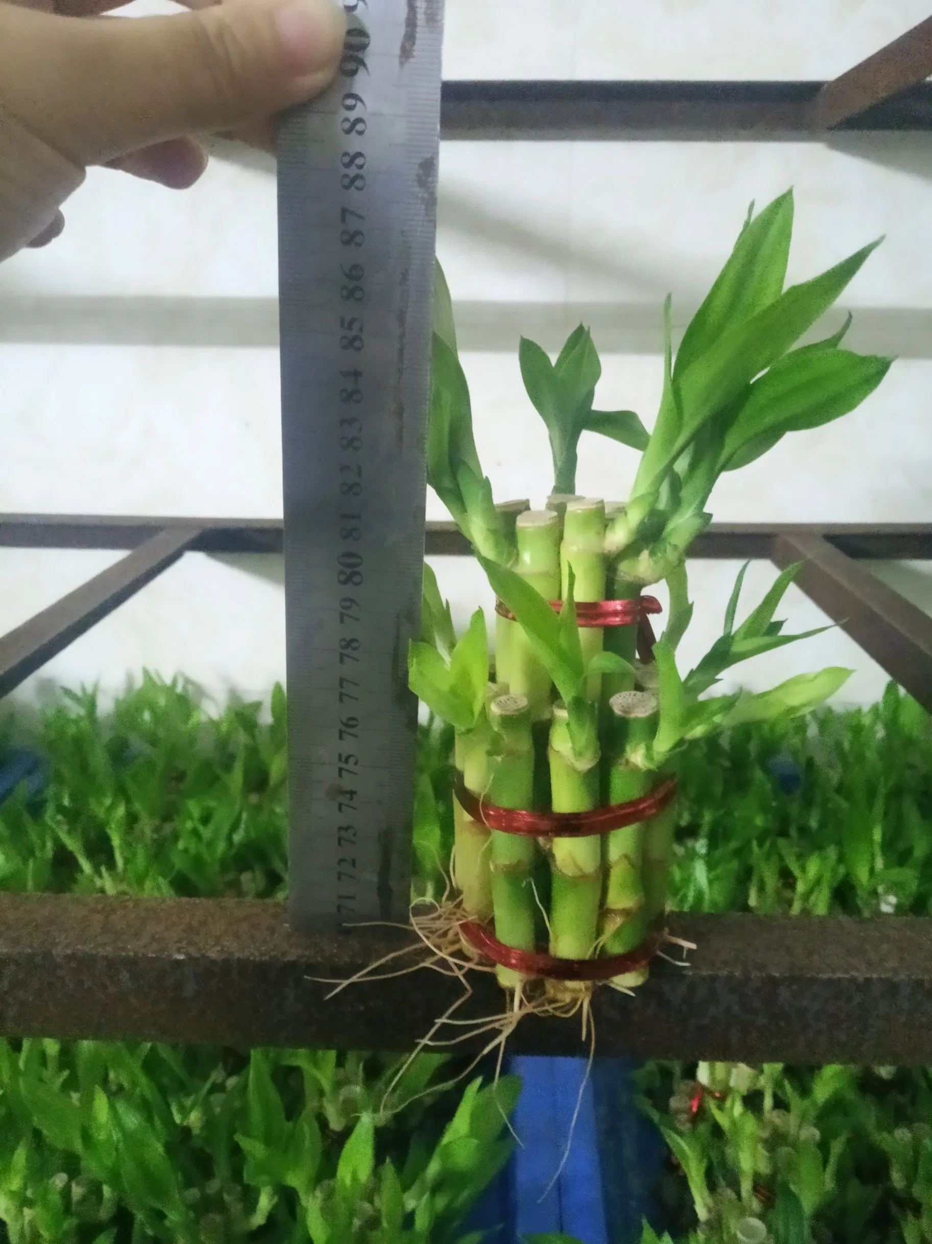 China Lucky Bamboo Supplier Live Plants Good Quality Bamboo Material