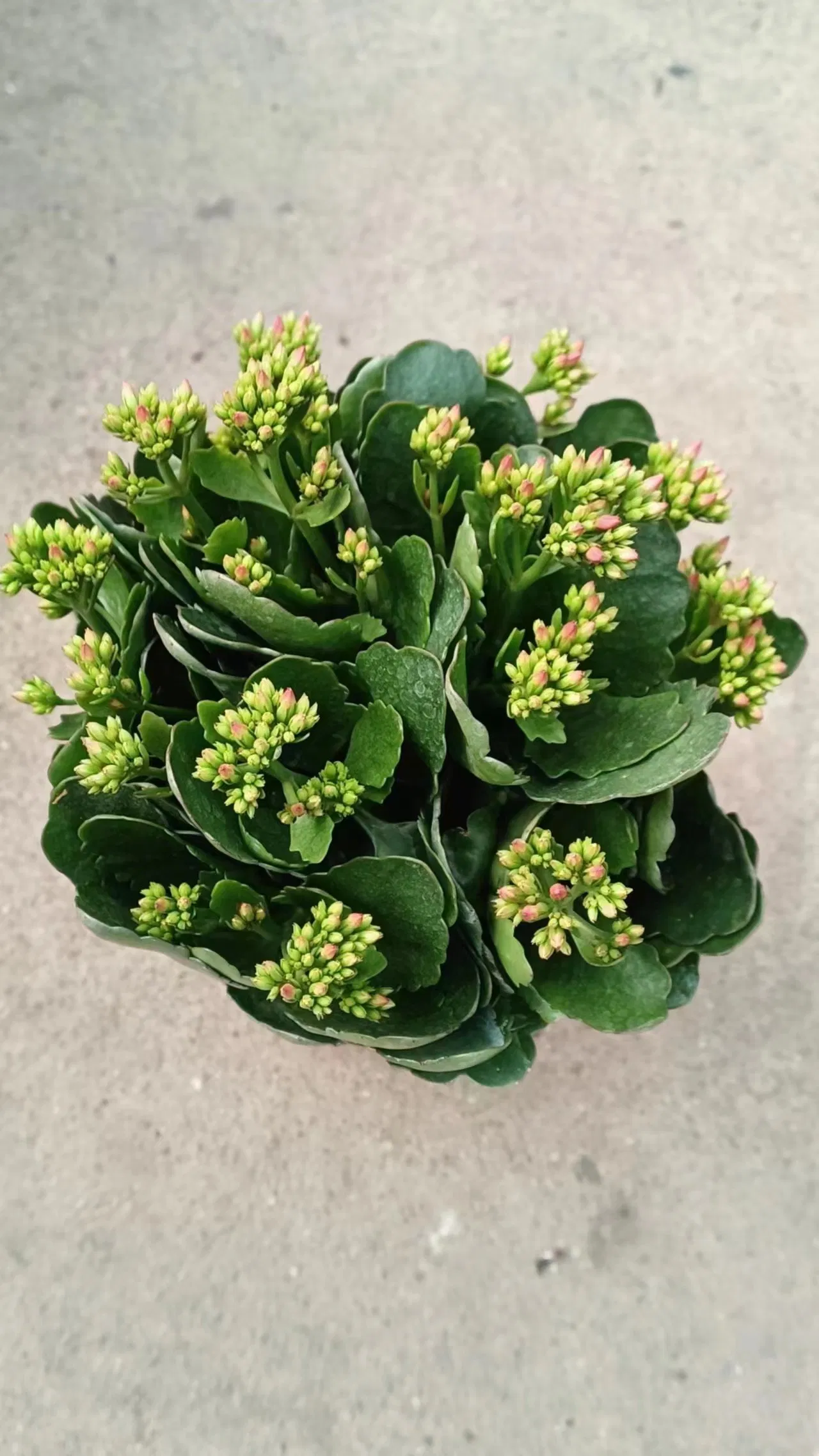 Low Price Kalanchoe Flowers Poinsettia Plant Potted Bonsai for Home Decoration Christmas Gift on Wholesale