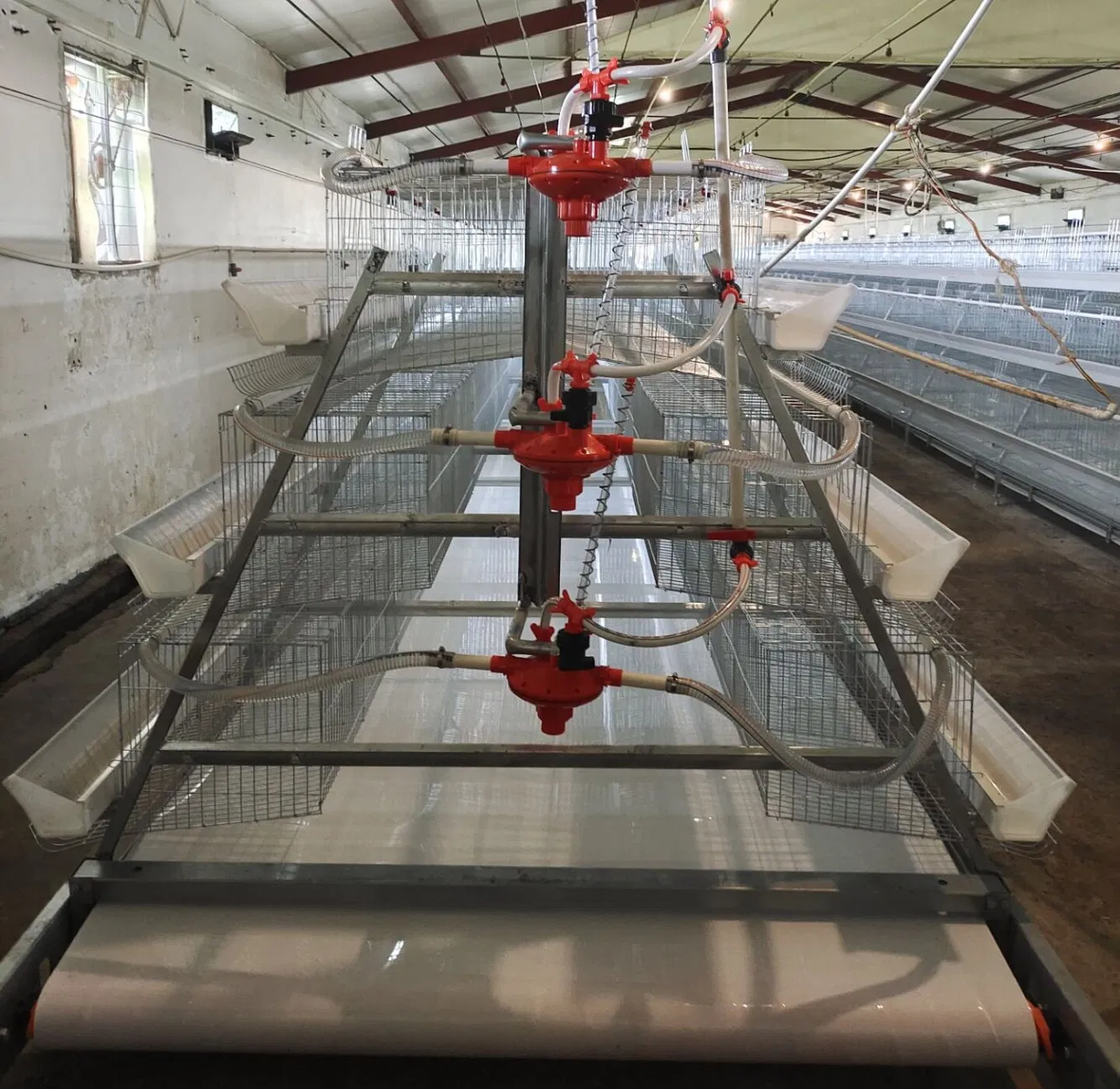 a-Type Cage Egg Breeding with Automatic Machine System