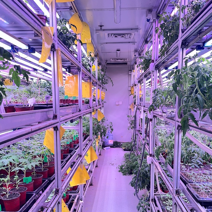 40 Foot Intelligent Mushroom Growing Container Farm Commercial Vertical Mushroom Hydroponic Farm Container