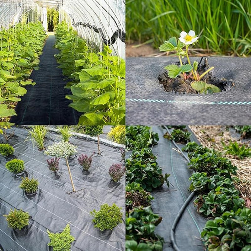 Best-Price Customizable Ground Cover for Garden Landscape