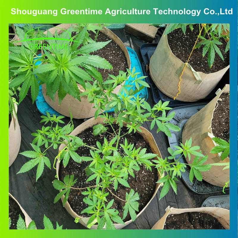 Factory Price High Quality Plant Bag PP/Plastic/Non Woven Fabric Grow Bag for Potato/Garden Planting/Flower Pot