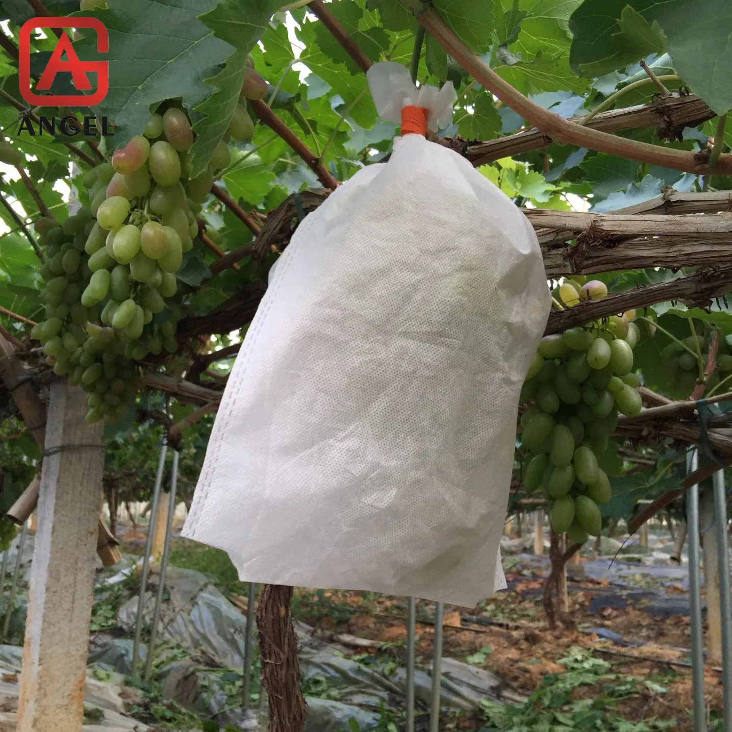 Wholesale Agricultural PP Nonwoven Fabric Protective Bag for Fruit