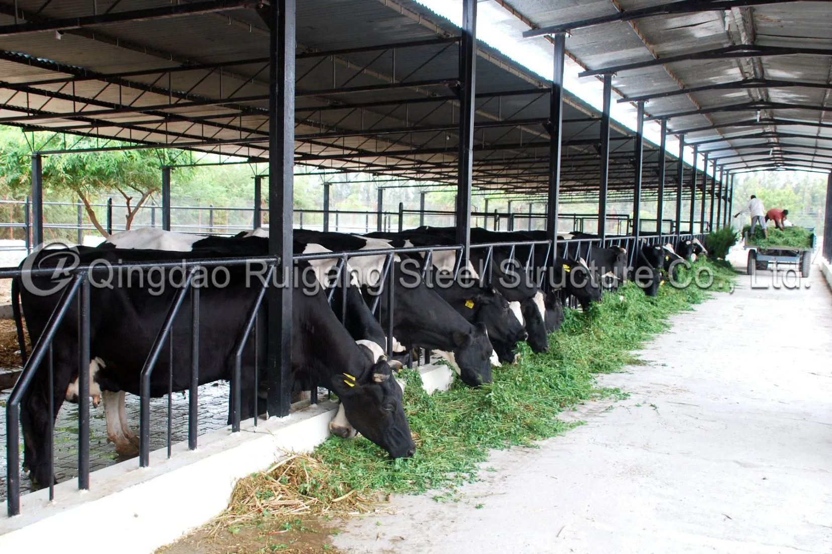 Light Steel Structure Farm Cowshed Low Cost Prefabricated Light Steel Piggery Shed Building