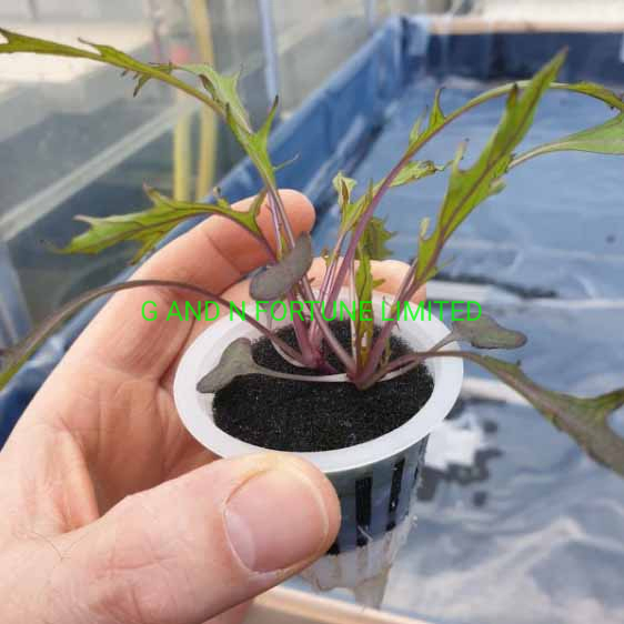 Wholesale Hydroponics 2 Inch Net Pot Plastic Aeroponic Plant Basket Pots