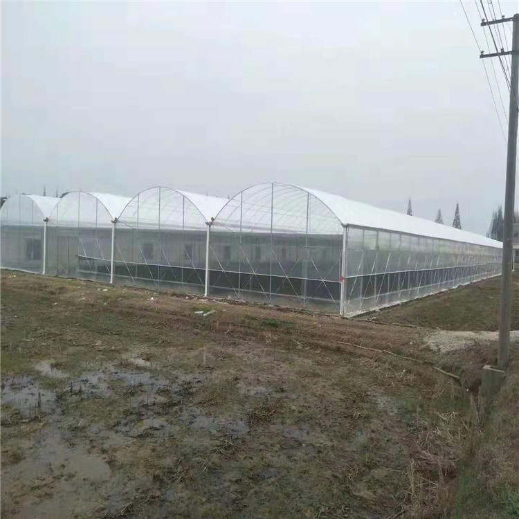 Sunlight Tunnels Plastic Film Greenhouse Single Tunnel Green House