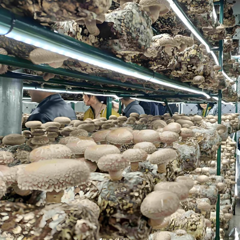 Smart Mushroom Fruiting Chamber System Mushroom Shipping Container Farm