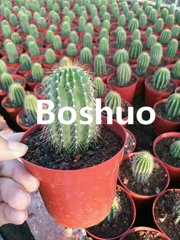 1 2 3 5 7 10 15 20 Gallon 3L 7L 10L 15L 20L 35L Black Round Plastic Fabric Nursery Plant Flower Planting Garden Tree Flowerpot Seedling Root Drainage Potato Pot