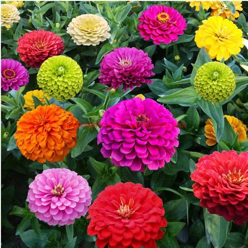 Flower Zinnia Seeds for Garden Planting