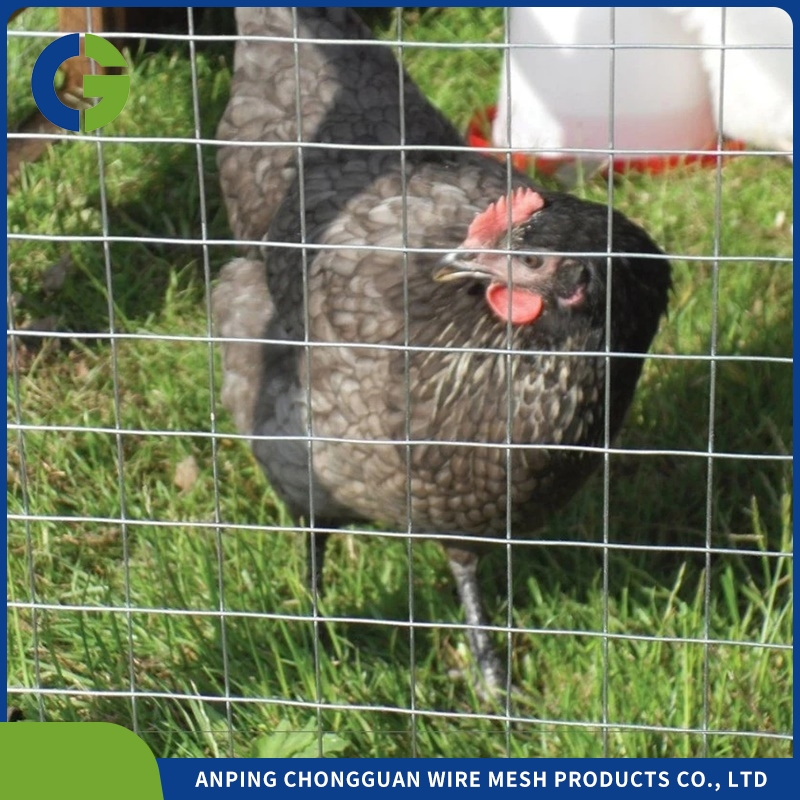 3/4 Inch19mm Eelectro Hot Dipped Galvanized After Welding Welded Wire Mesh