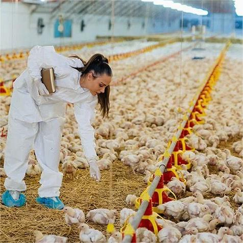 Complete Steel Poultry Farming Set for Cost-Effective Operations