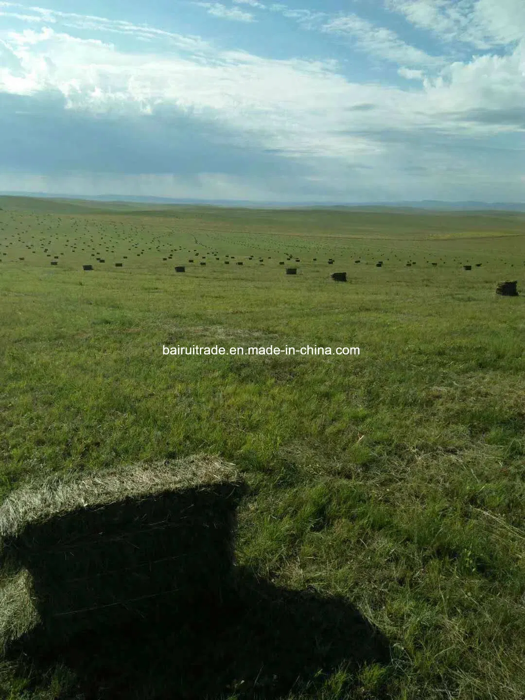 Horse Sheep Grass Feed for Horse