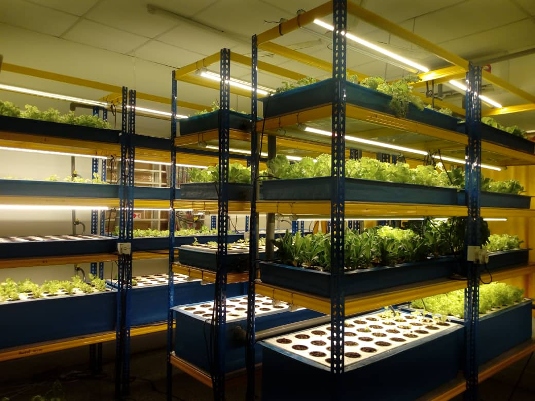 200 Cells Plug Plastic Seed Trays Mango Plant Propagation Seedling Trays Plastic Nursery