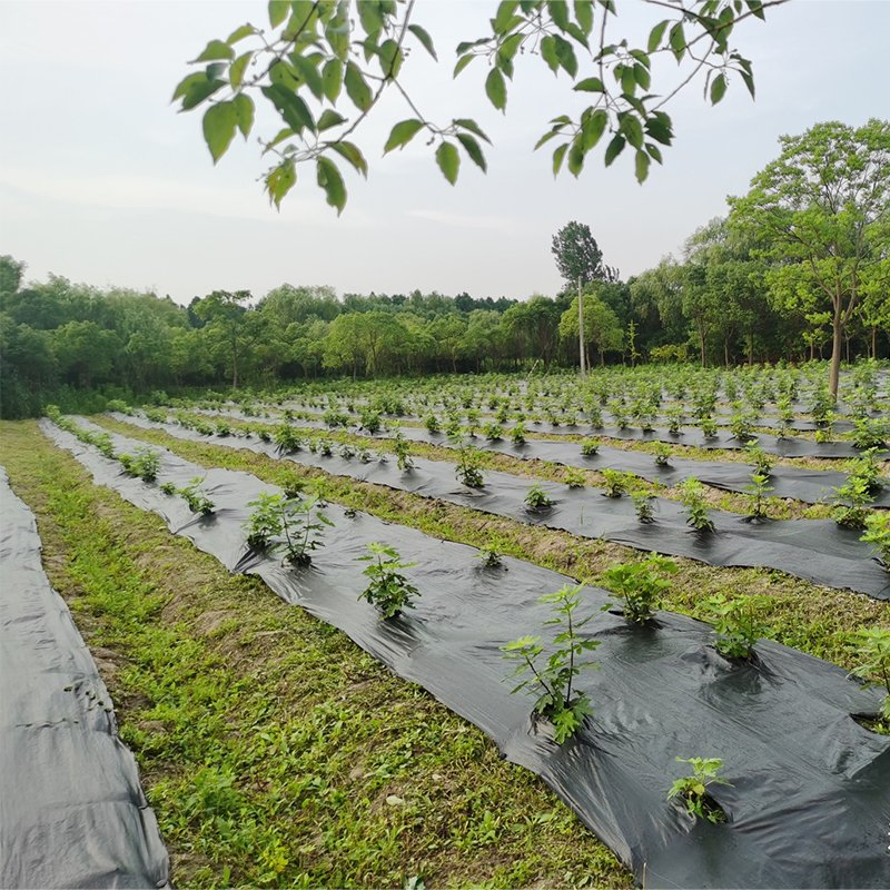 100GSM 3%UV Agriculture Anti-UV Anti-Grass Weed Mat Ground Cover PP Wovengeotextile