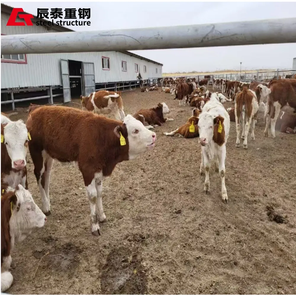 Professional Custom Long-Span Portal Steel Frame Structure Steel Structure Farm Is Used for Chicken Coop Cowshed