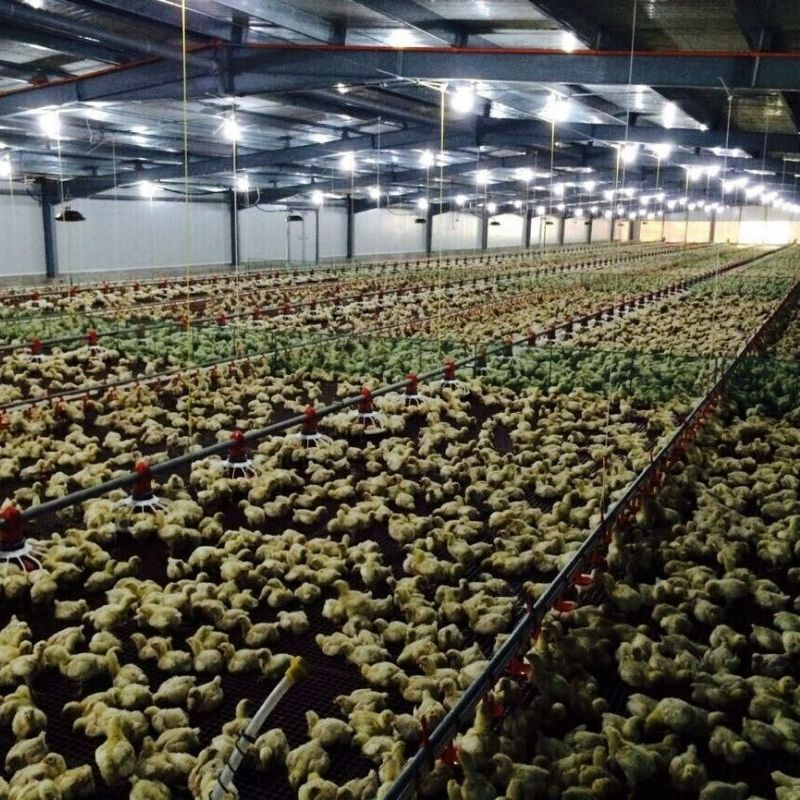 Quick Assemble Top Sale Modern Design Poultry Farm Chicken House