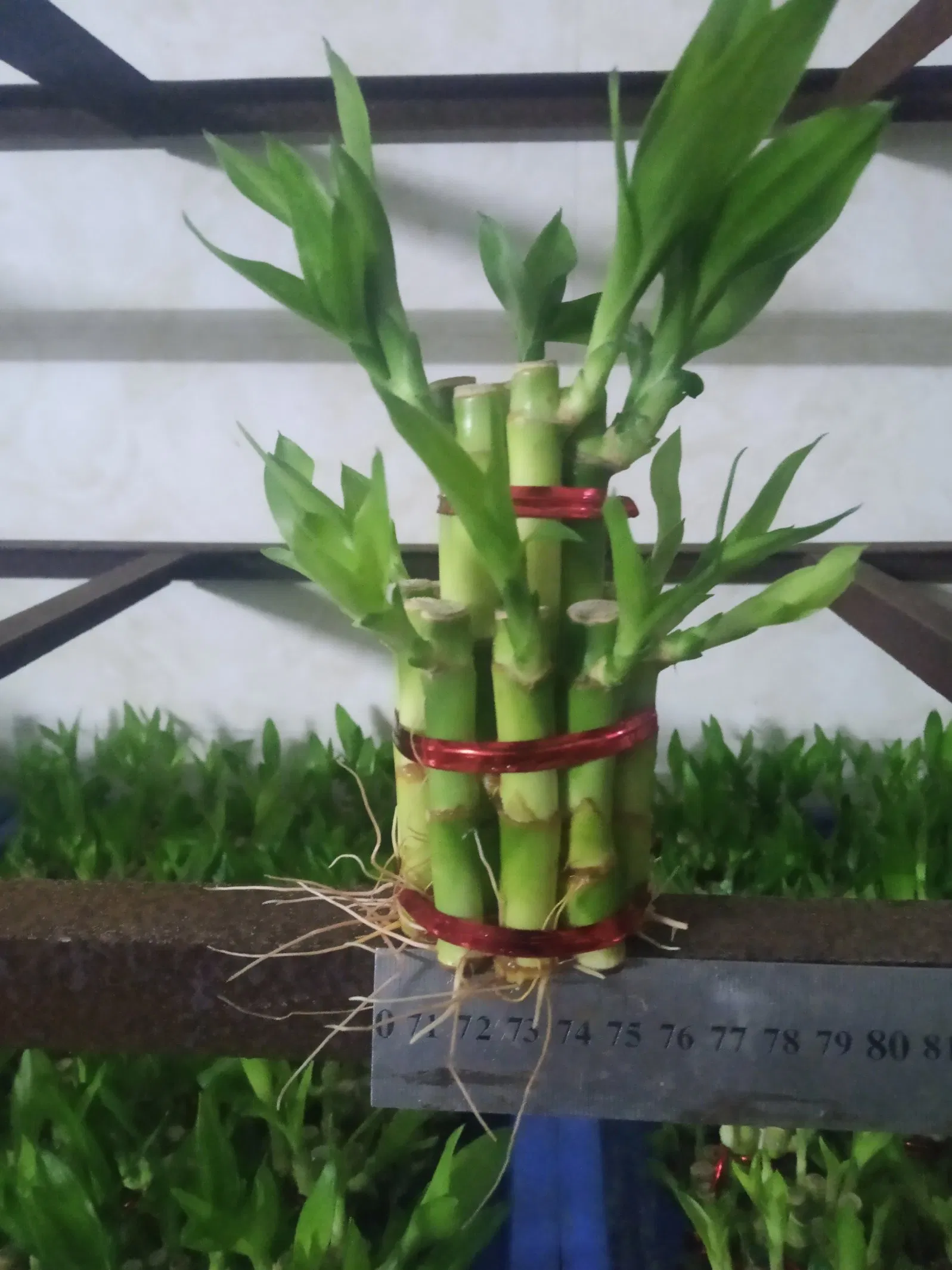 China Lucky Bamboo Supplier Live Plants Good Quality Bamboo Material