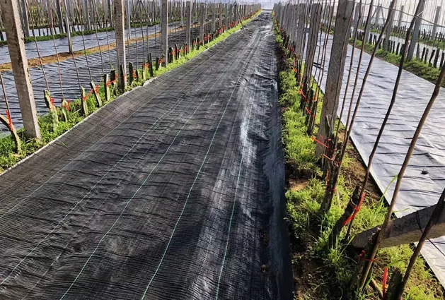 Black or Green Color UV Treated PP Woven Weed Mat Anti Grass Cloth