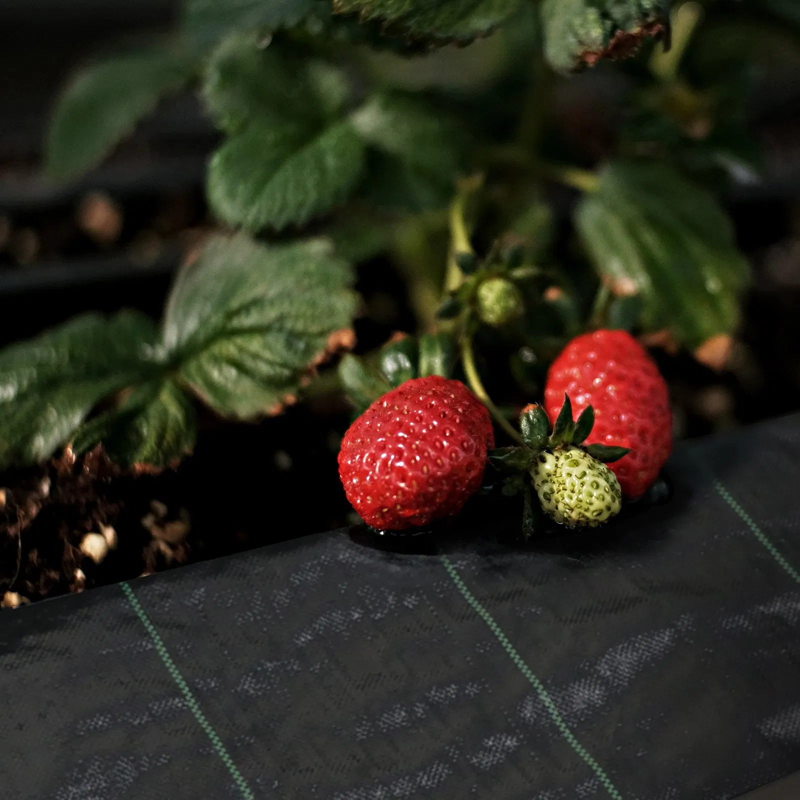 High Quality 100GSM 4X200m Weed Anti-Grass Control Weed Mat PP PE Woven Fabric