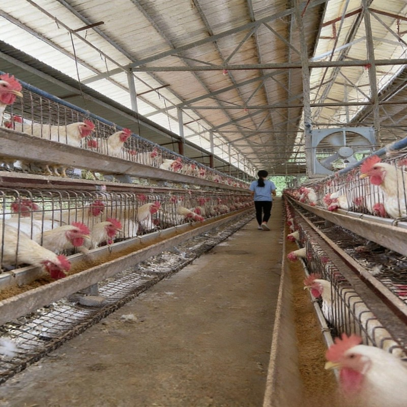 Xyss Wallboard Steel Building Chicken Coop/Farmhouse/Steel Structure Building/Farmhouse/Cattle Shed