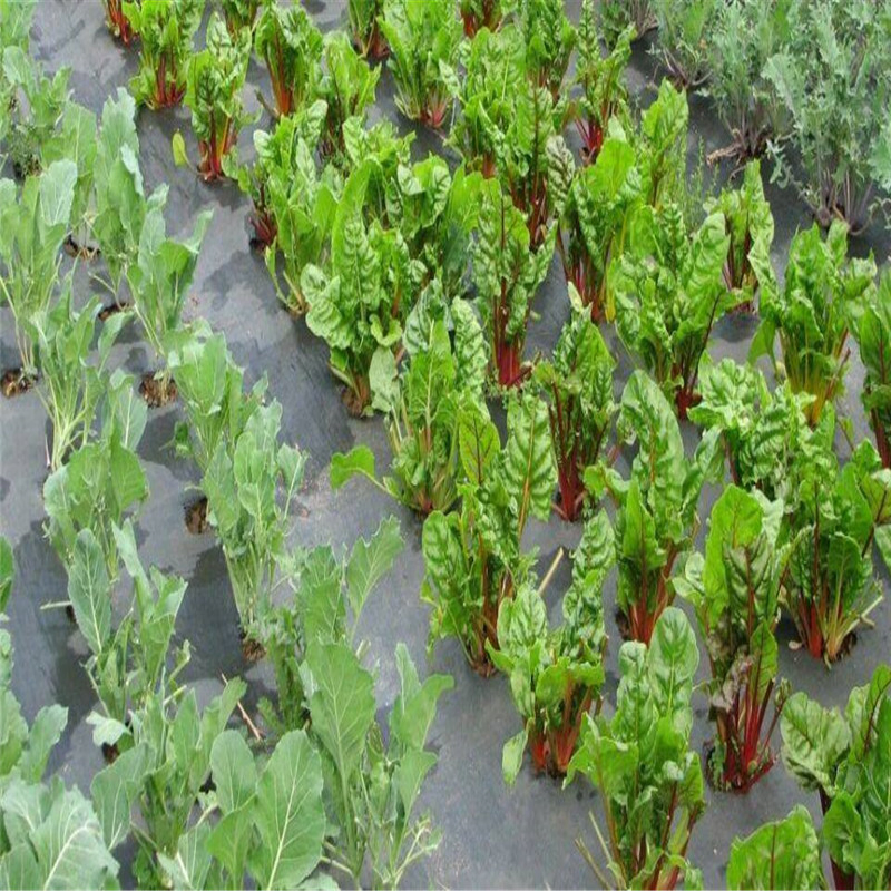 Expert Maker Plant Protection Anti Weed Control with UV Treatment Fabric