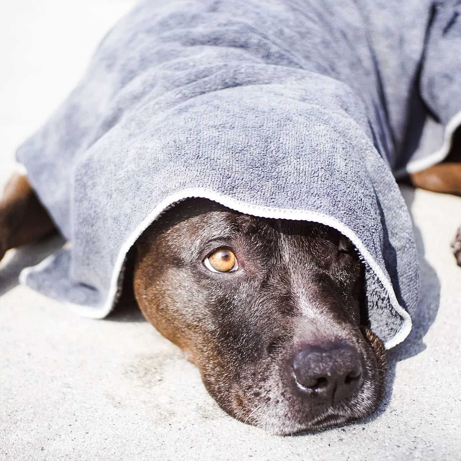 Custom Printed Strong Water Absorption Dog Towel Quick Dry Soft Polyester Pet Towel