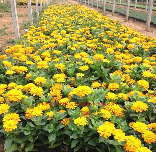Flower Zinnia Seeds for Pot Planting