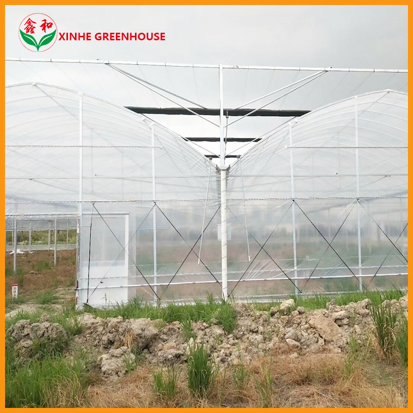 Po Film Customized Agriculture Multi Span Garden Agro Warm Greenhouses