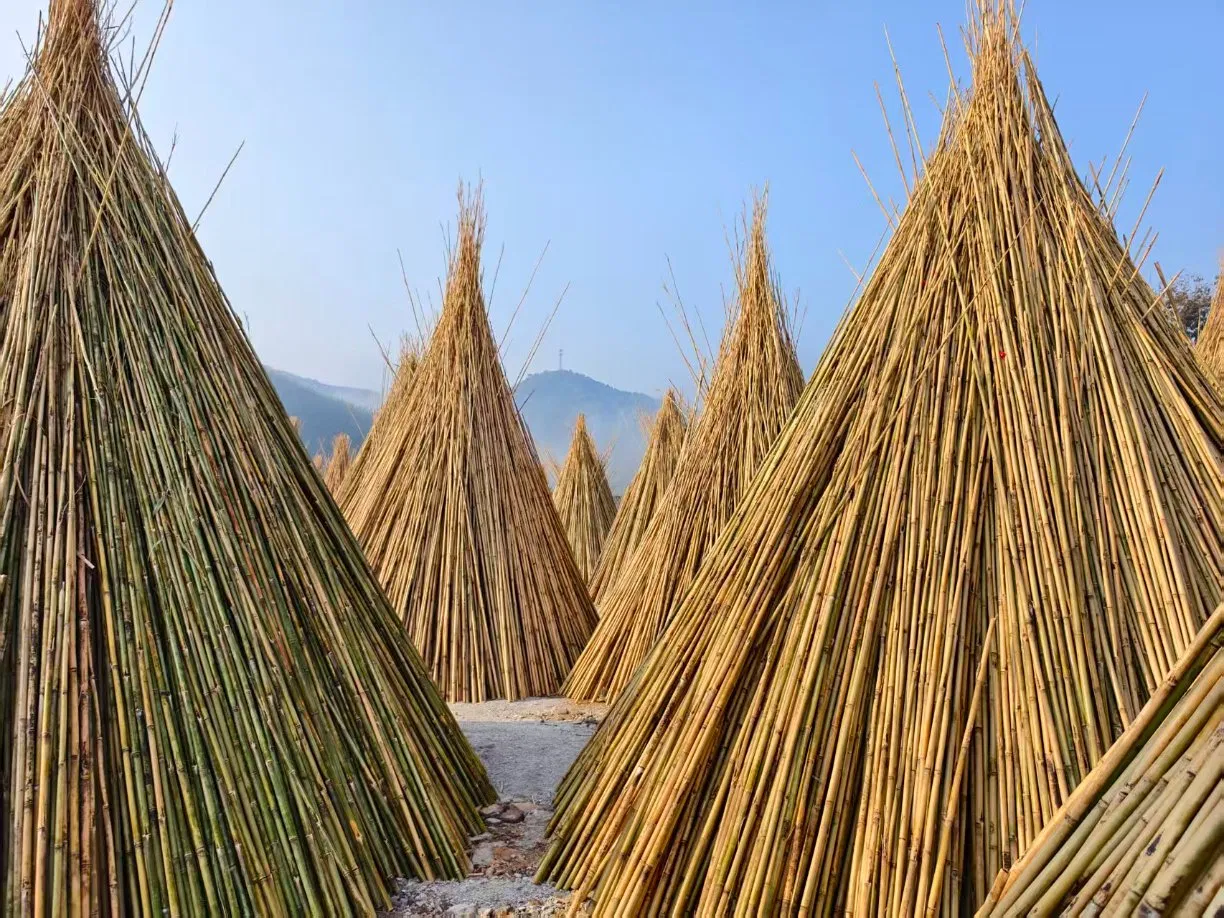 High Quality Nature Bamboo Cane Stake Dia. 22-24mm X 260cm for Plants Grow and Decorative