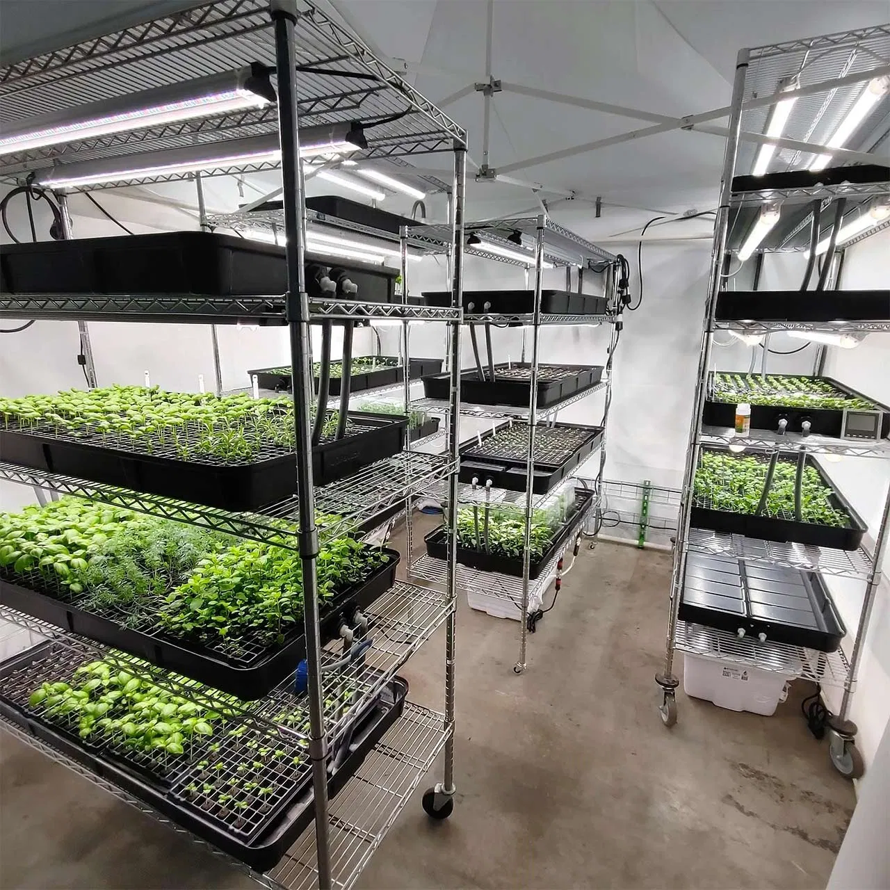 Button Mushroom Farming Growing Shelf Equipment Oyster Shiitake Lions Mane Mushroom Fruiting Rack