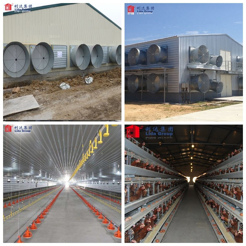 Steel Frame Farm Building From China