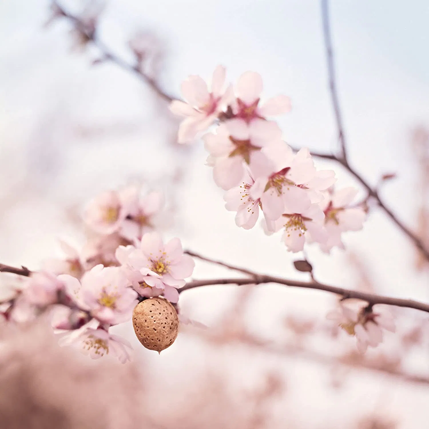 Nourishing Organic Almond Hand Cream for Delicate Skin