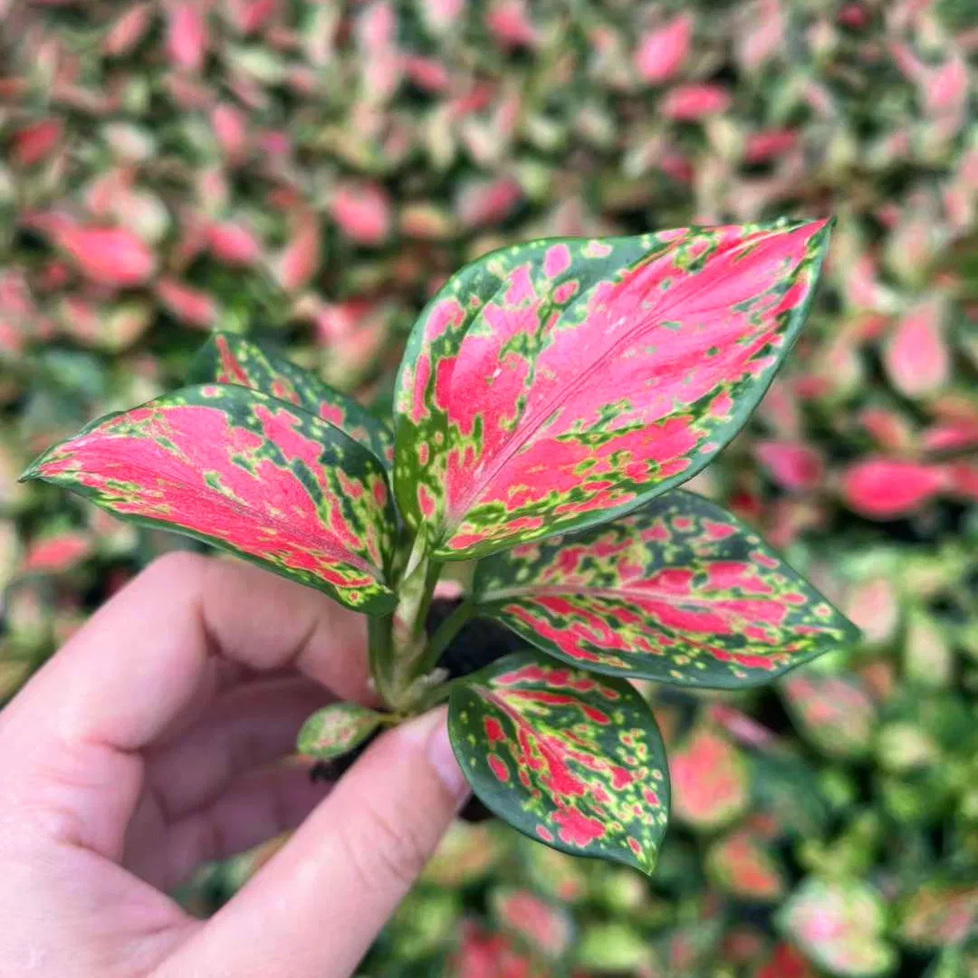 Rich Red Aglaonema Plug Seedlings Live Plants Tissue Culture Indoor Wholesale Plant