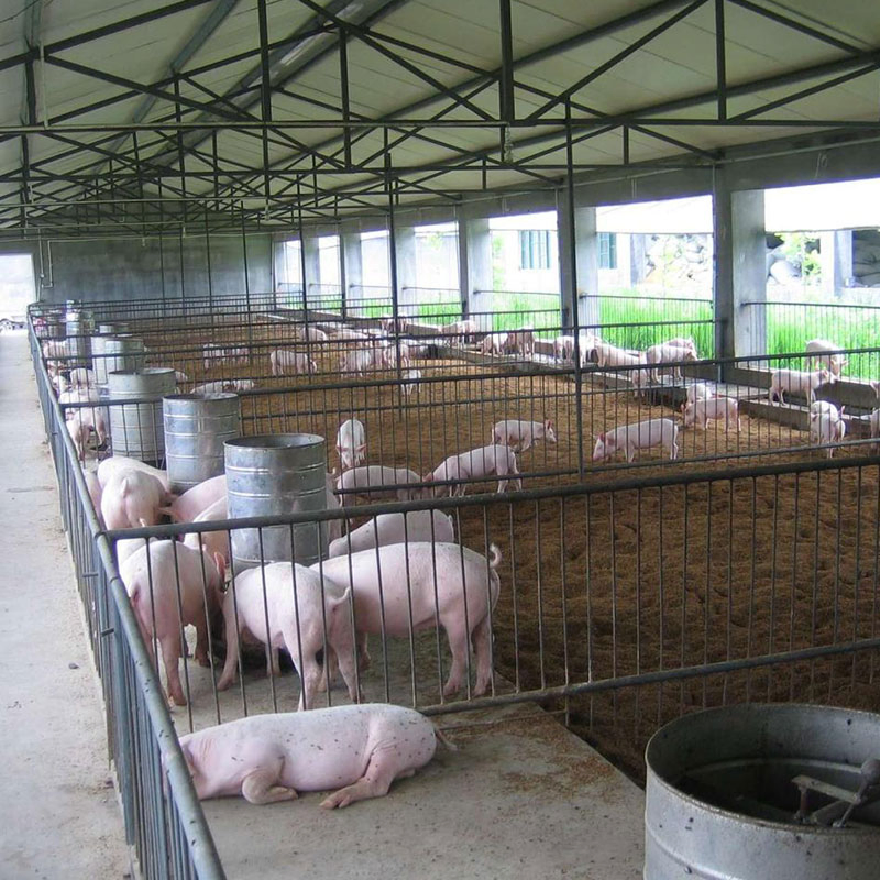 Prefabricated Steel Structure Pig House Farm Pig Farrowing Crate Piggery Shed Design Steel Structure Building