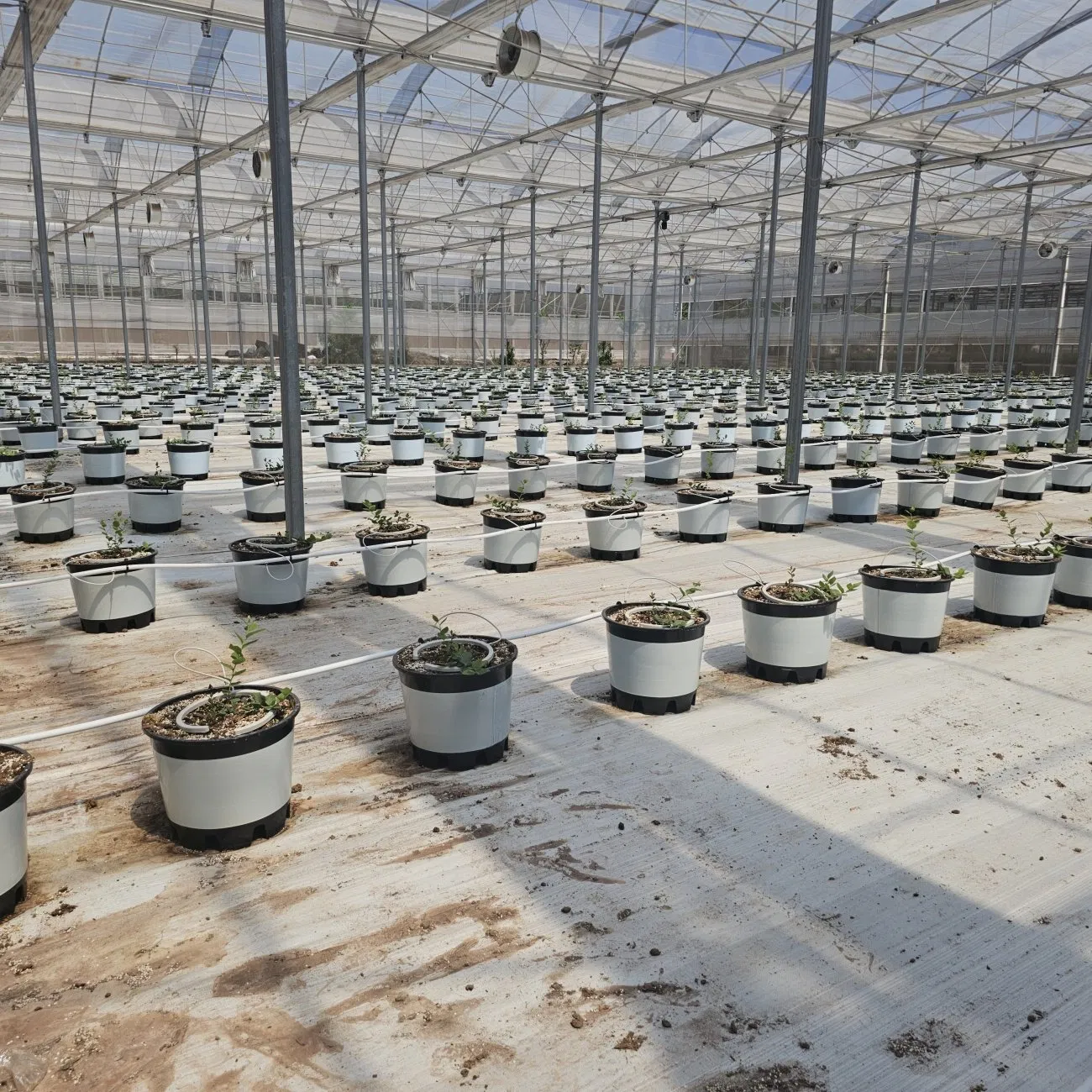 White Grass Proof Cloth for Greenhouse, White Woven Cloth for Reflective Ground Cloth, Horticultura