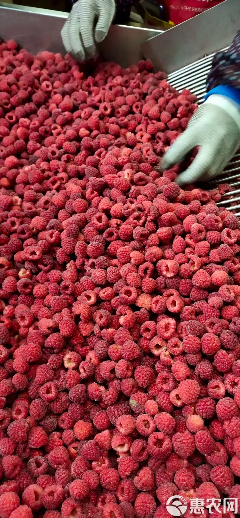 Wholesale of Frozen Fruit Frozen Raspberry
