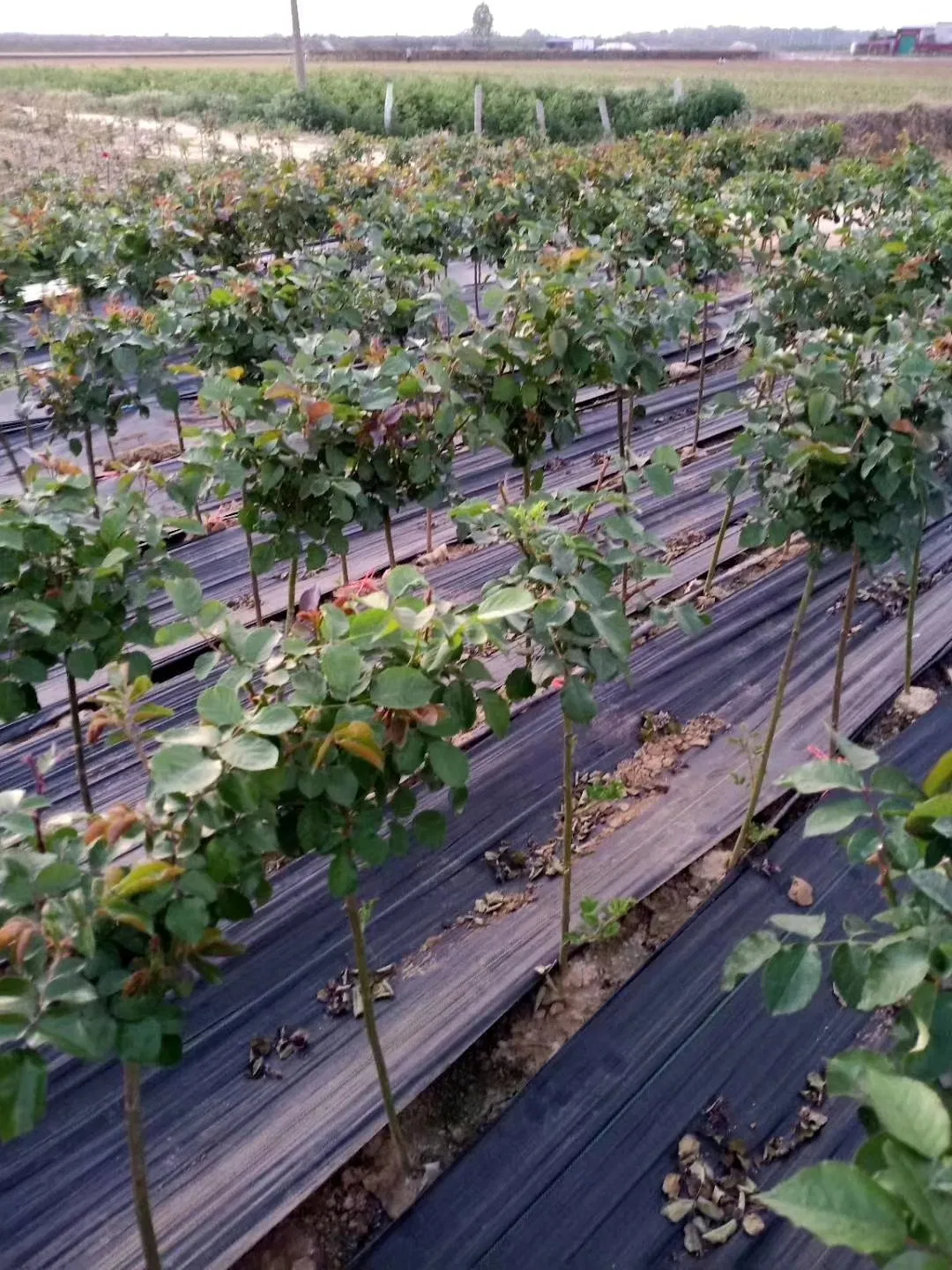 PE Ground Cover for Farm
