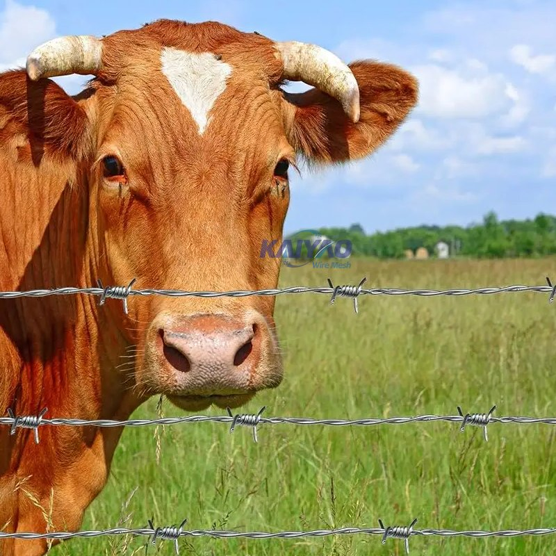 Customizable Blade Razor Barbed Wire for Harsh Environment Security Solutions