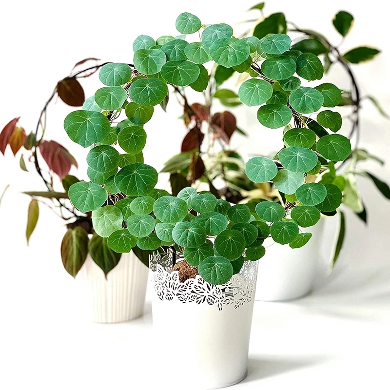 Garden Trellis Climbing Plant Support Stake Circle Round Shape Stand Frame Vine Rack for Mini Indoor Plants Flowers Vegetables