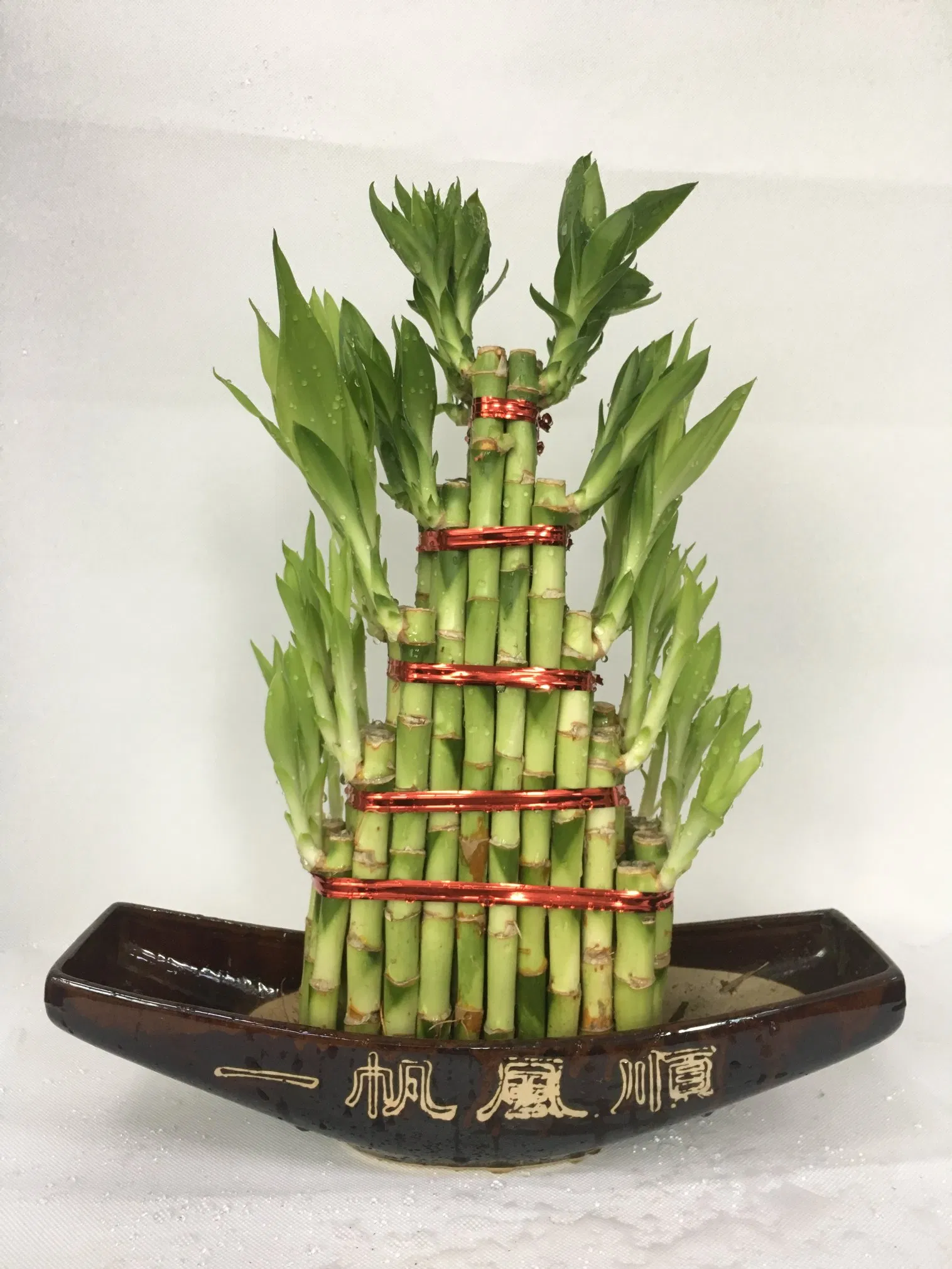Indoor Chinese Bamboo Plant Factory Decoration Five Tower Lucky Bamboo Nursery