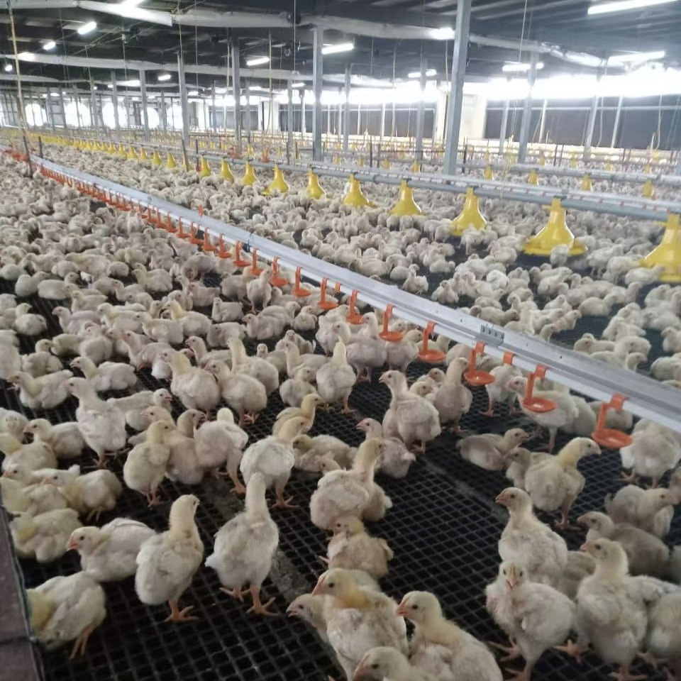 Steel Structure for Poultry Farm with Galvanized Materials and Insulation