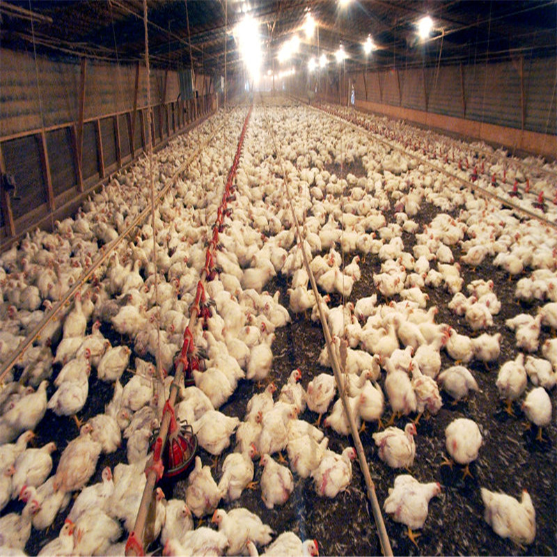 Portable Building Steel Structure Boiler Chicken Poultry Farm House