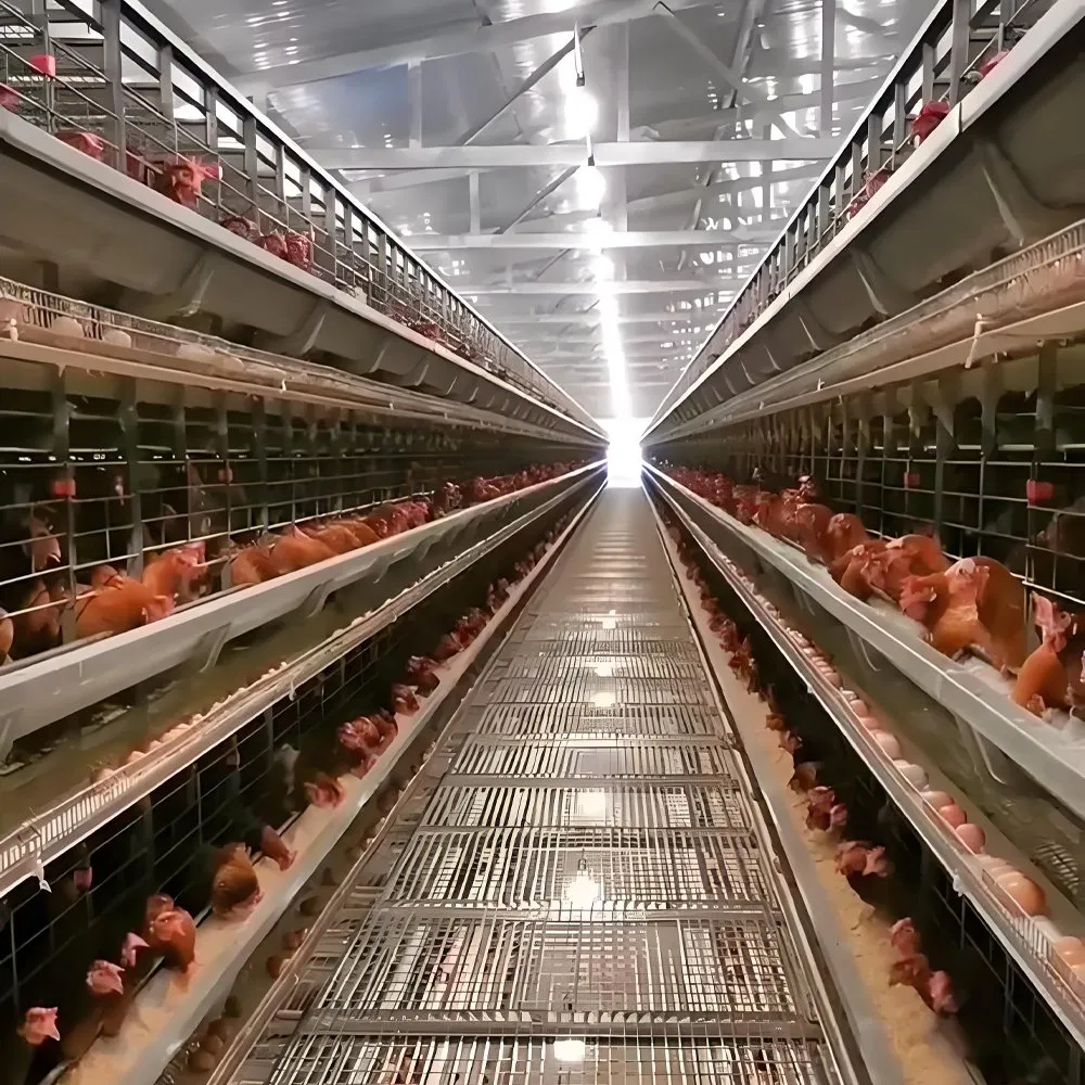 Modern Steel Chicken Coop with Light for Farmhouses