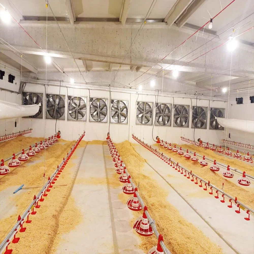 Galvanized Poultry Steel Frame Structure Chicken Farm House