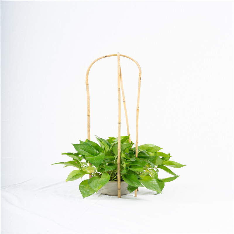 U Shaped Bamboo Cane