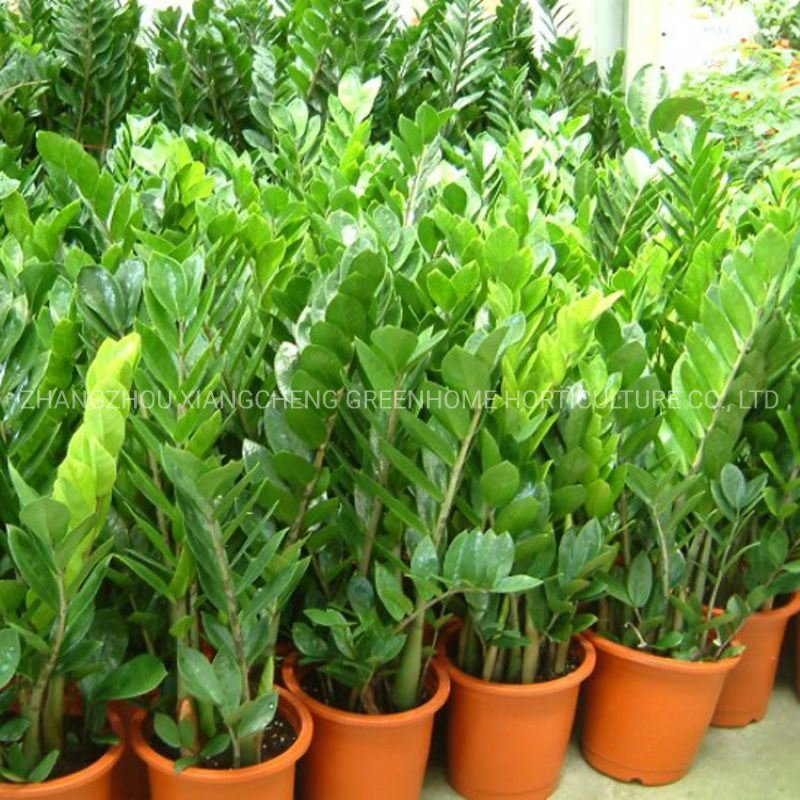 Beautiful Zz Plant Zamioculcas Zamiifolia Green Live Plant